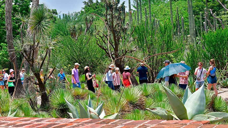 Vegetación del jardin